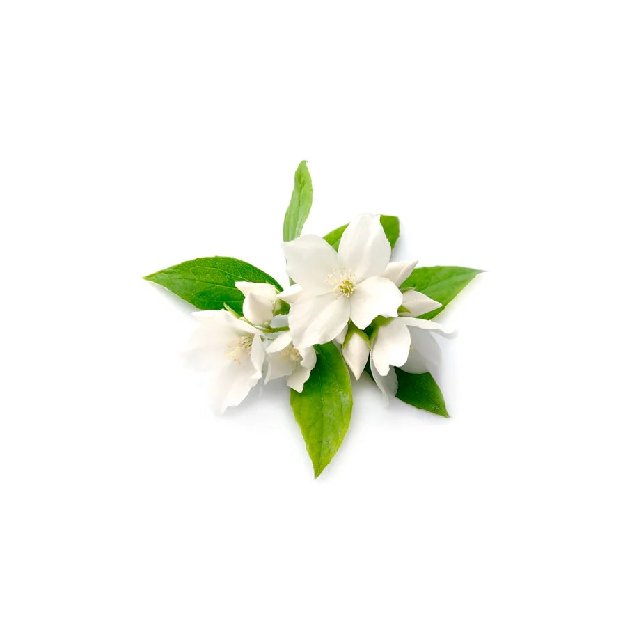 Jasmine