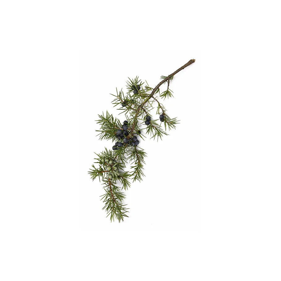 Juniperus Oxycedrus Wood Oil (Cade Oil)