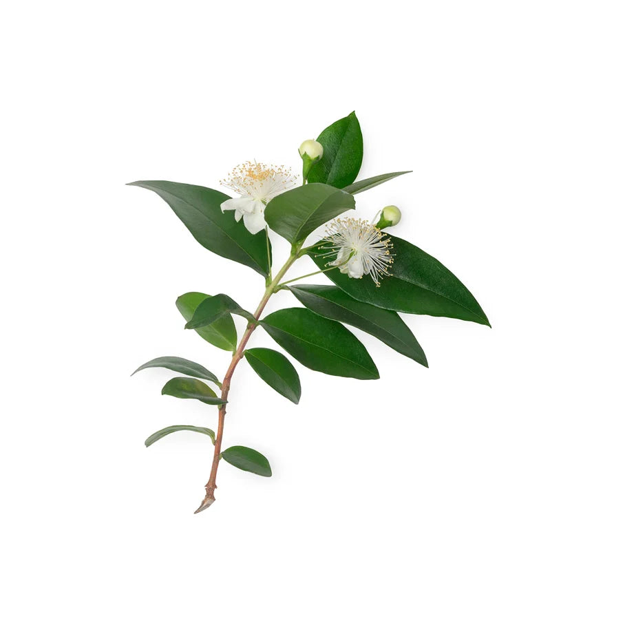 Backhousia Citriodora Leaf Oil (Lemon Myrtle Oil)