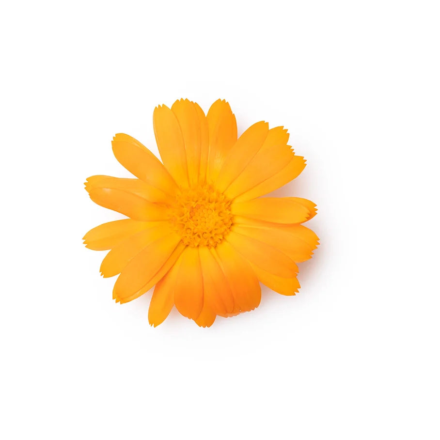 Marigold Petals