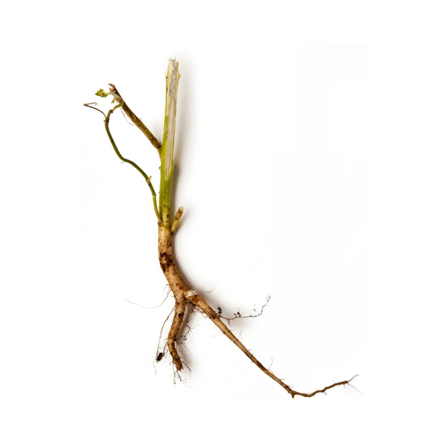 Marshmallow Root Mucilage