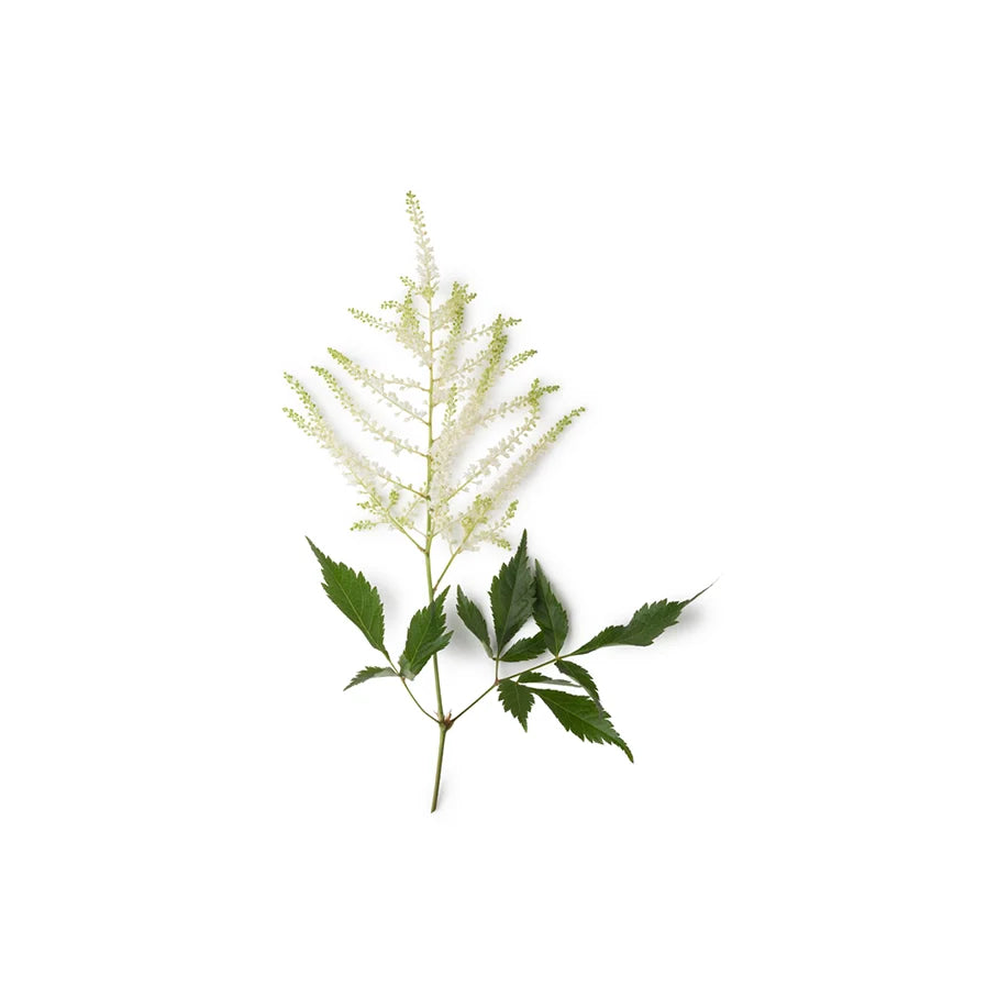 Meadowsweet Infusion