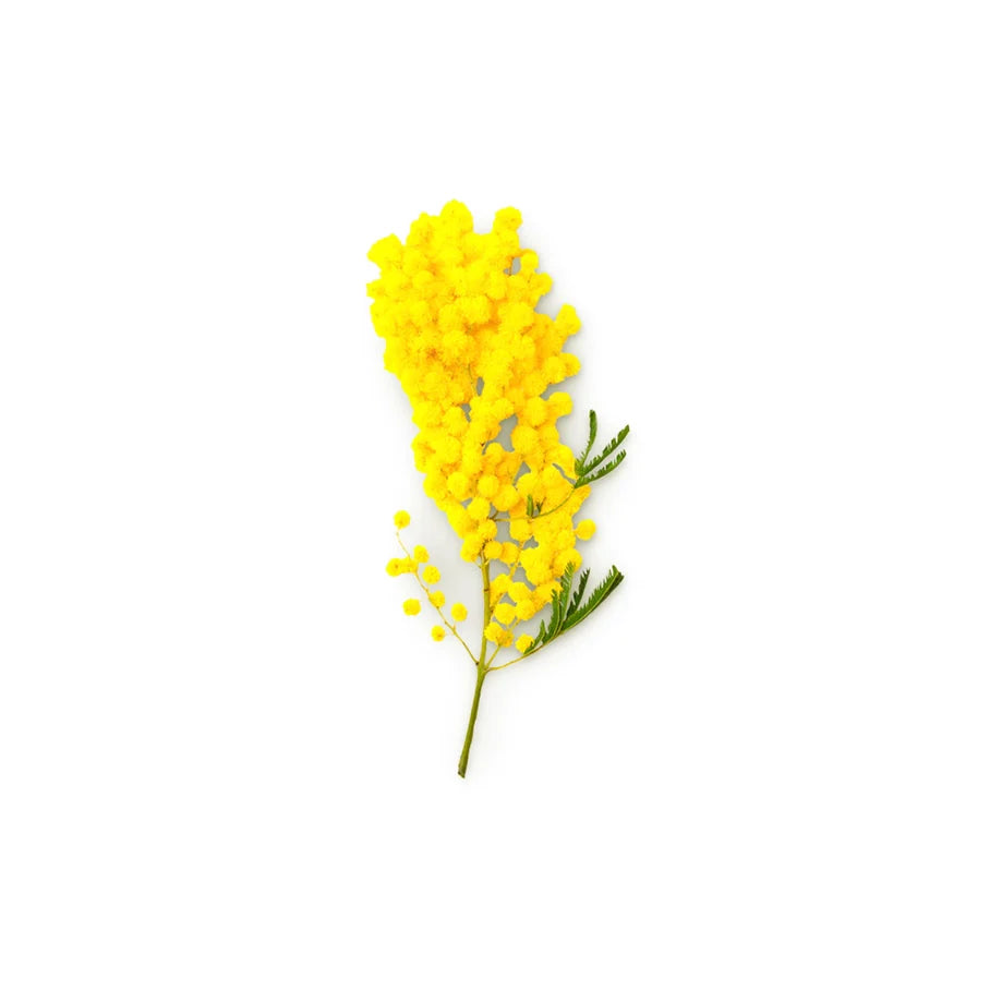 Mimosa Absolute