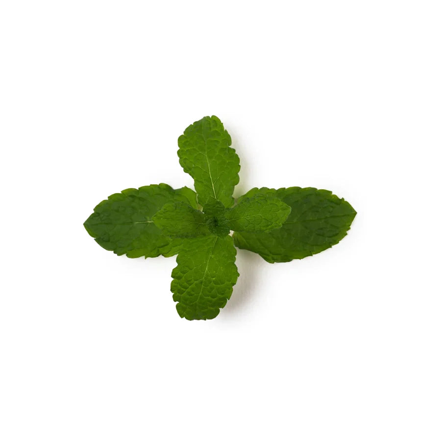Mentha Spicata Herb Oil (Spearmint Oil)