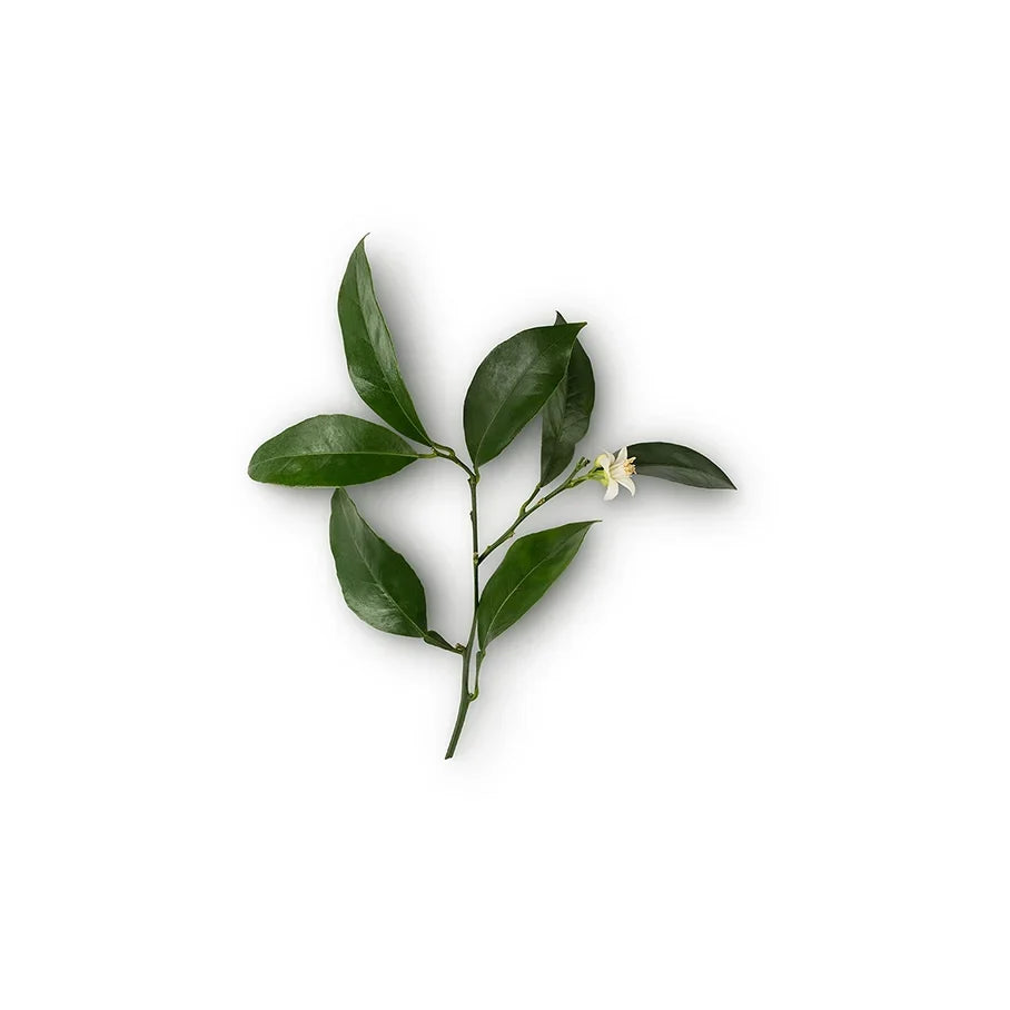 Lebanese Neroli Oil