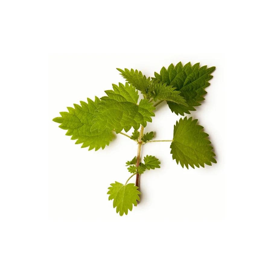 Nettle and Peppermint Infusion