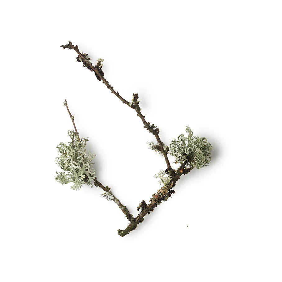 Evernia Prunastri Extract (Oakmoss Extract)
