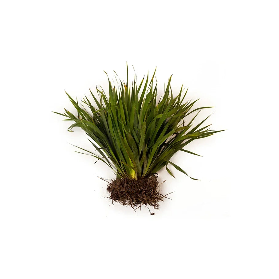 Iris Florentina Root Extract (Orris Oil)