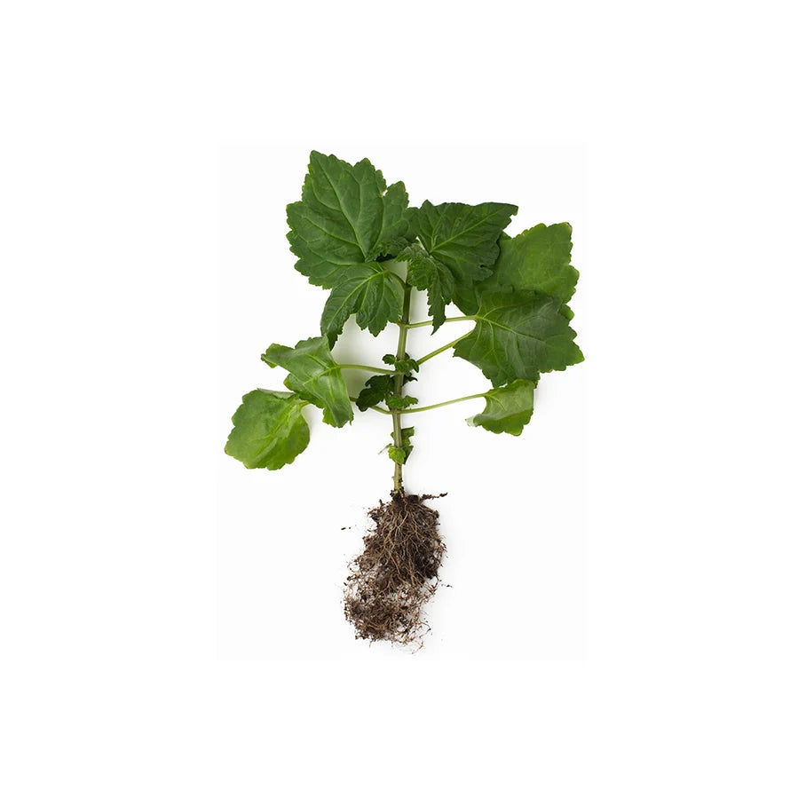 Pogostemon Cablin Oil (Patchouli Oil)