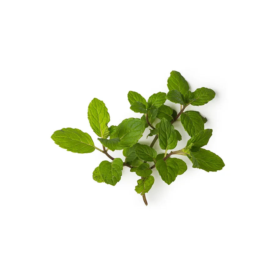 Mentha Piperita Leaf Extract (Peppermint Powder)