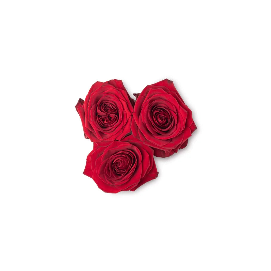 Rose Petals