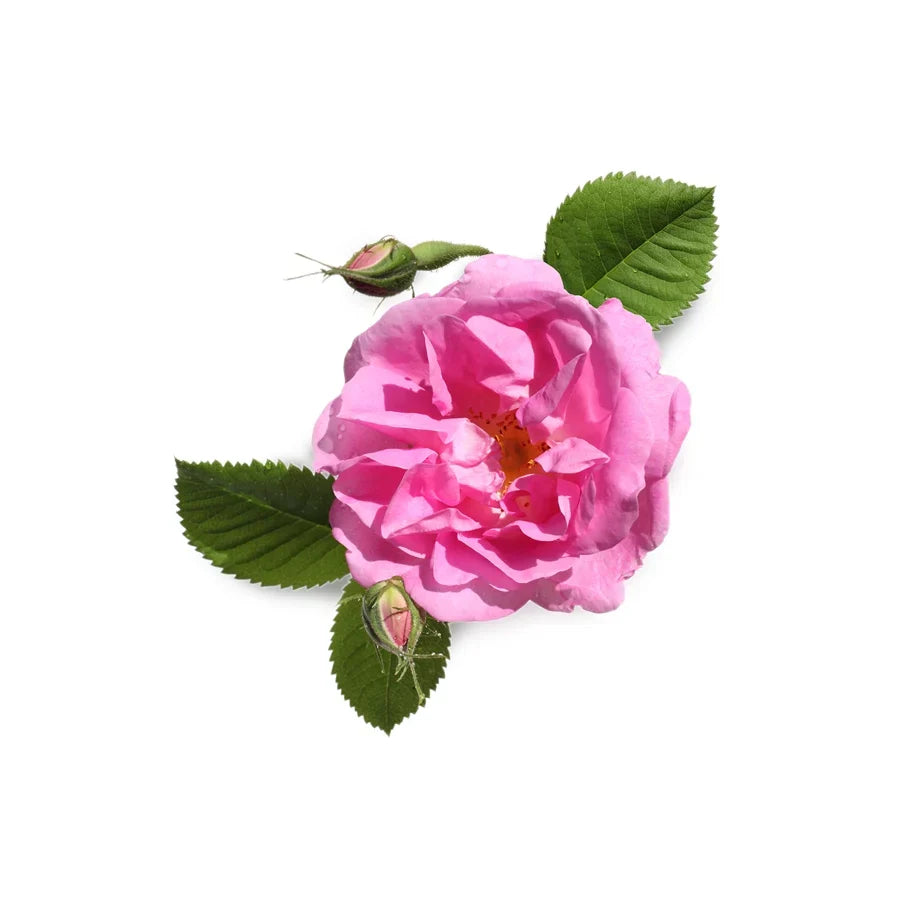 Rose Flower Oil/Extract (Rose Oil)