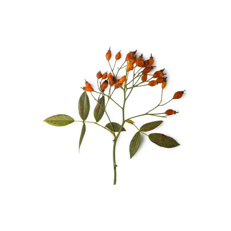 Rosehip and Tiger Lily Petal Infusion
