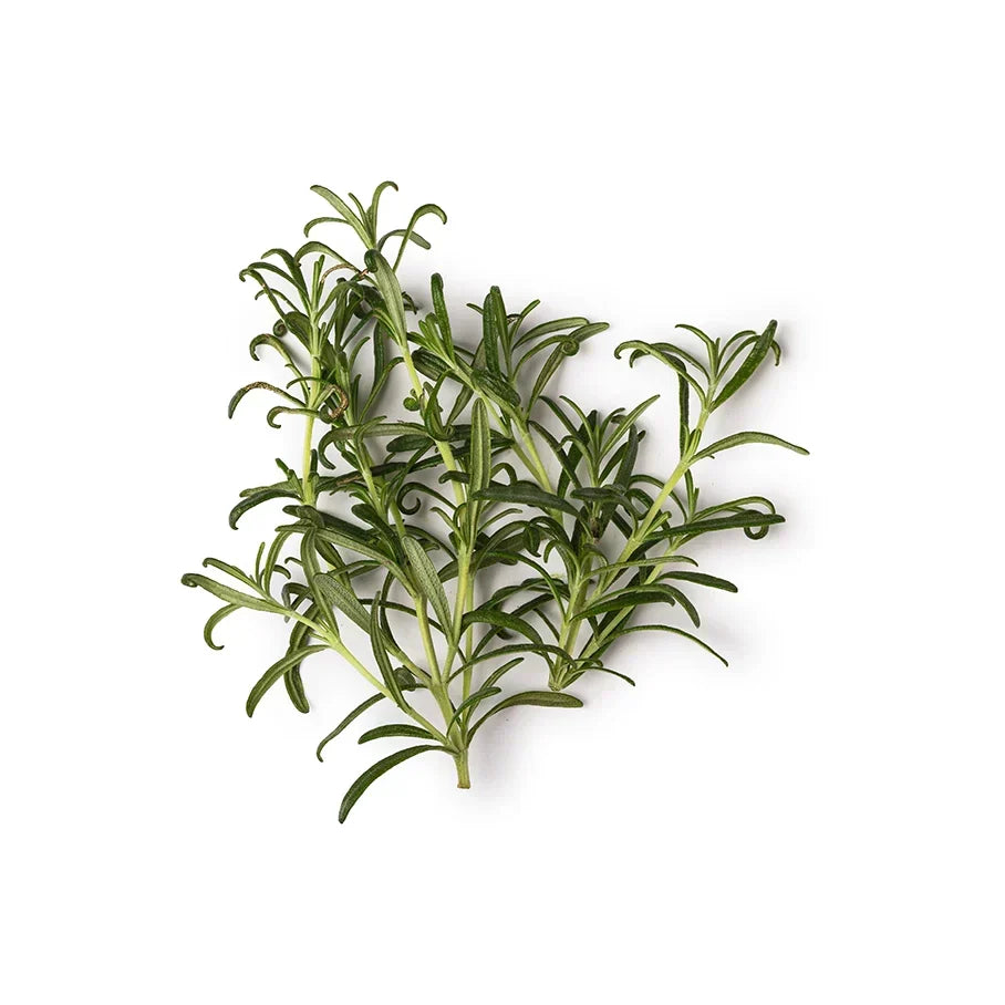Rosmarinus Officinalis Leaf Powder (Rosemary Powder)