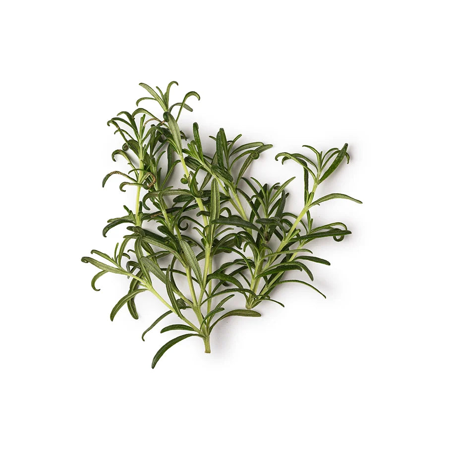 Rosemary Absolute
