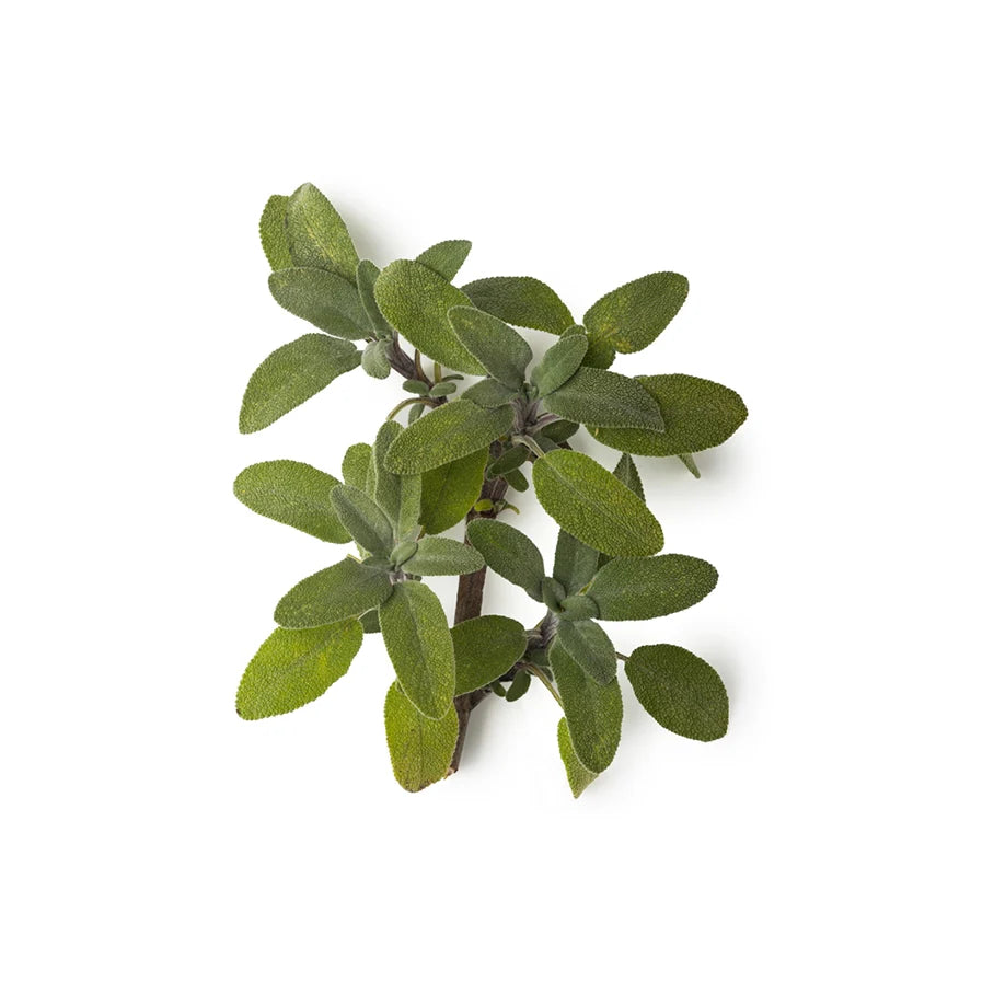 Sage