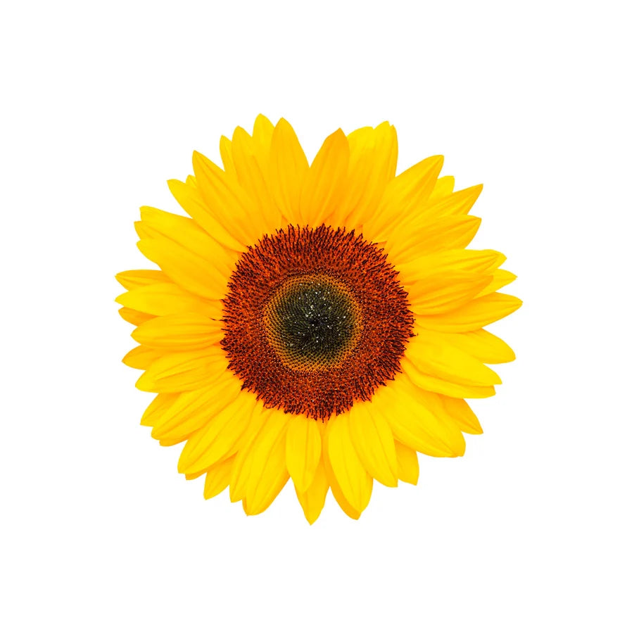 Helianthus Annuus Seed Cera (Sunflower Wax)