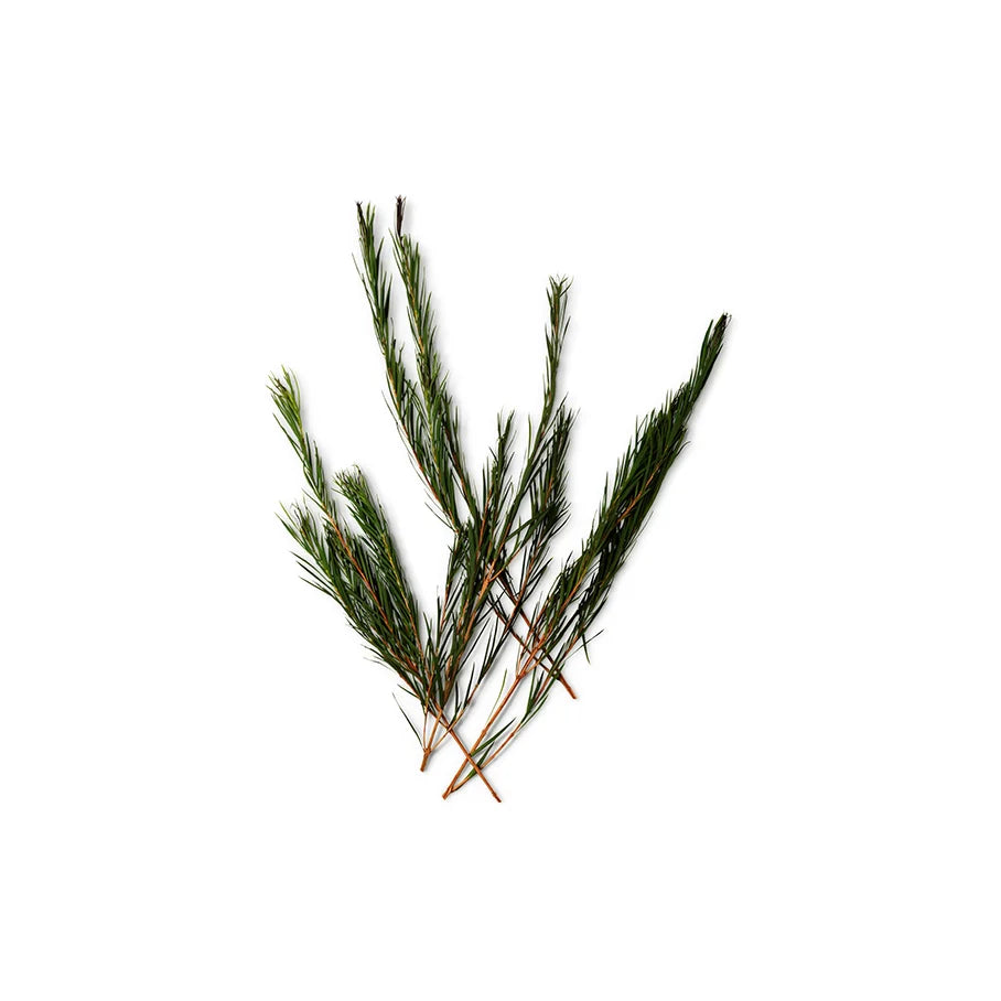 Melaleuca Alternifolia Leaf Oil (Tea Tree Oil)