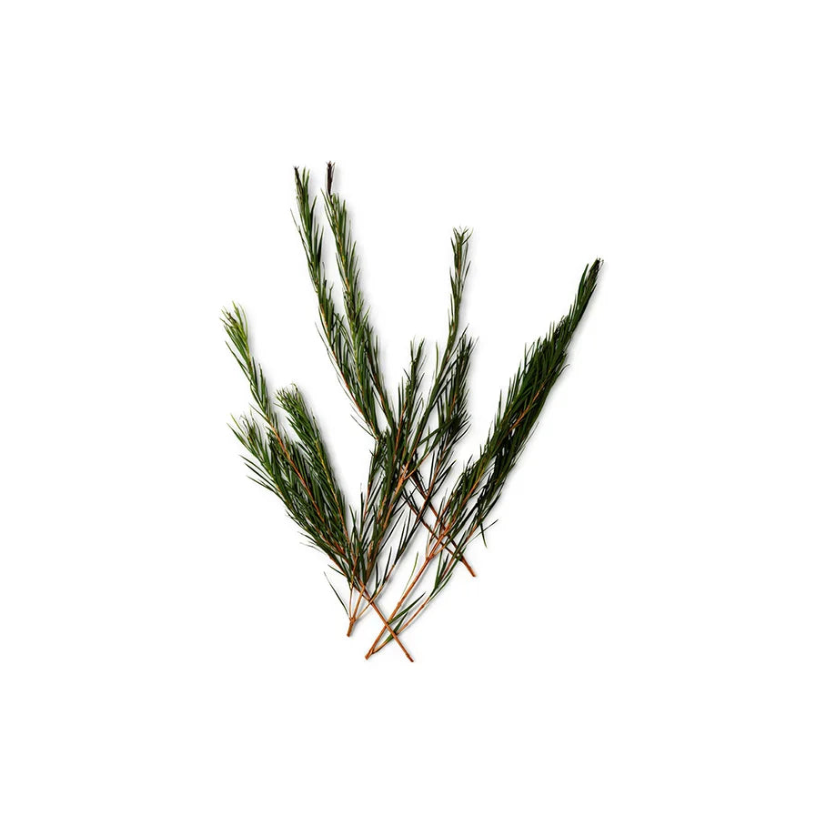 Tea Tree