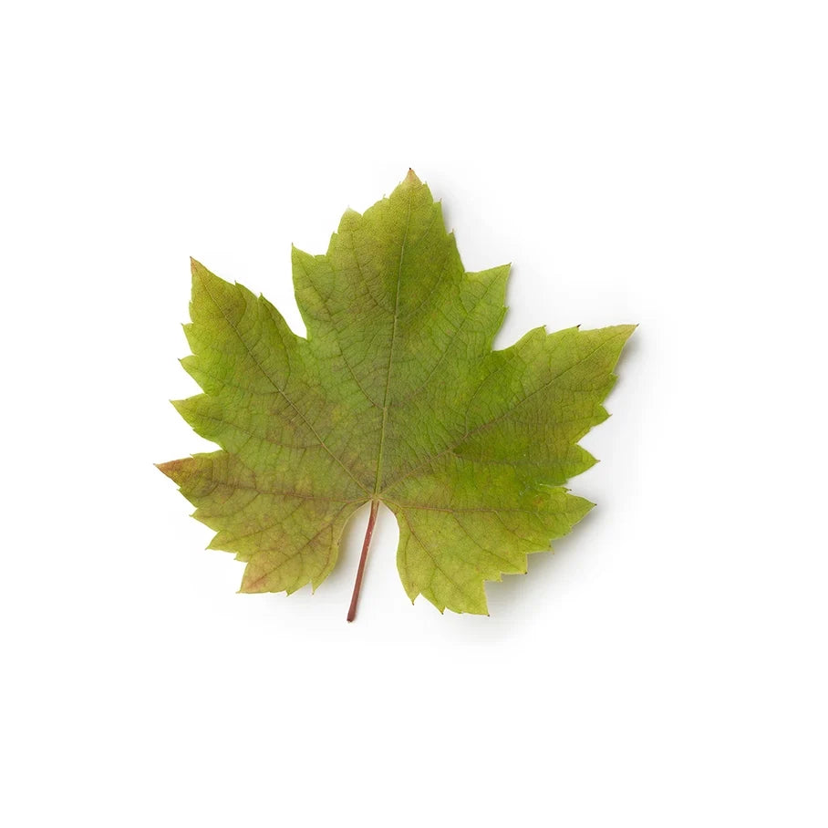 Vine Leaf Infusion