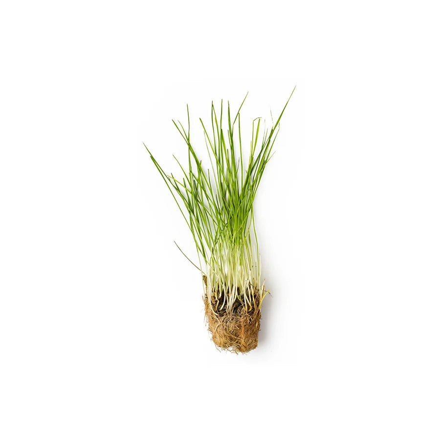 Fresh Wheatgrass Infusion