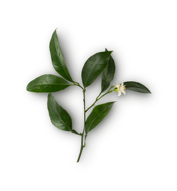 Neroli