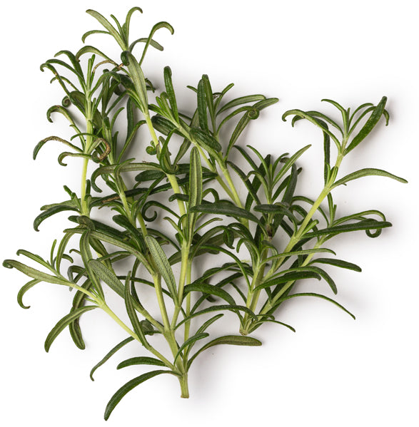 Rosemary