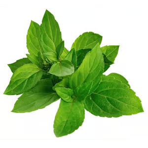 Mint